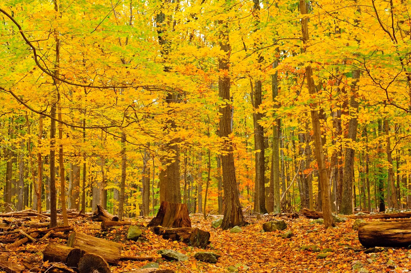 catoctin-mountain-park-maryland-s-quieter-fall-foliage-escape-image-1