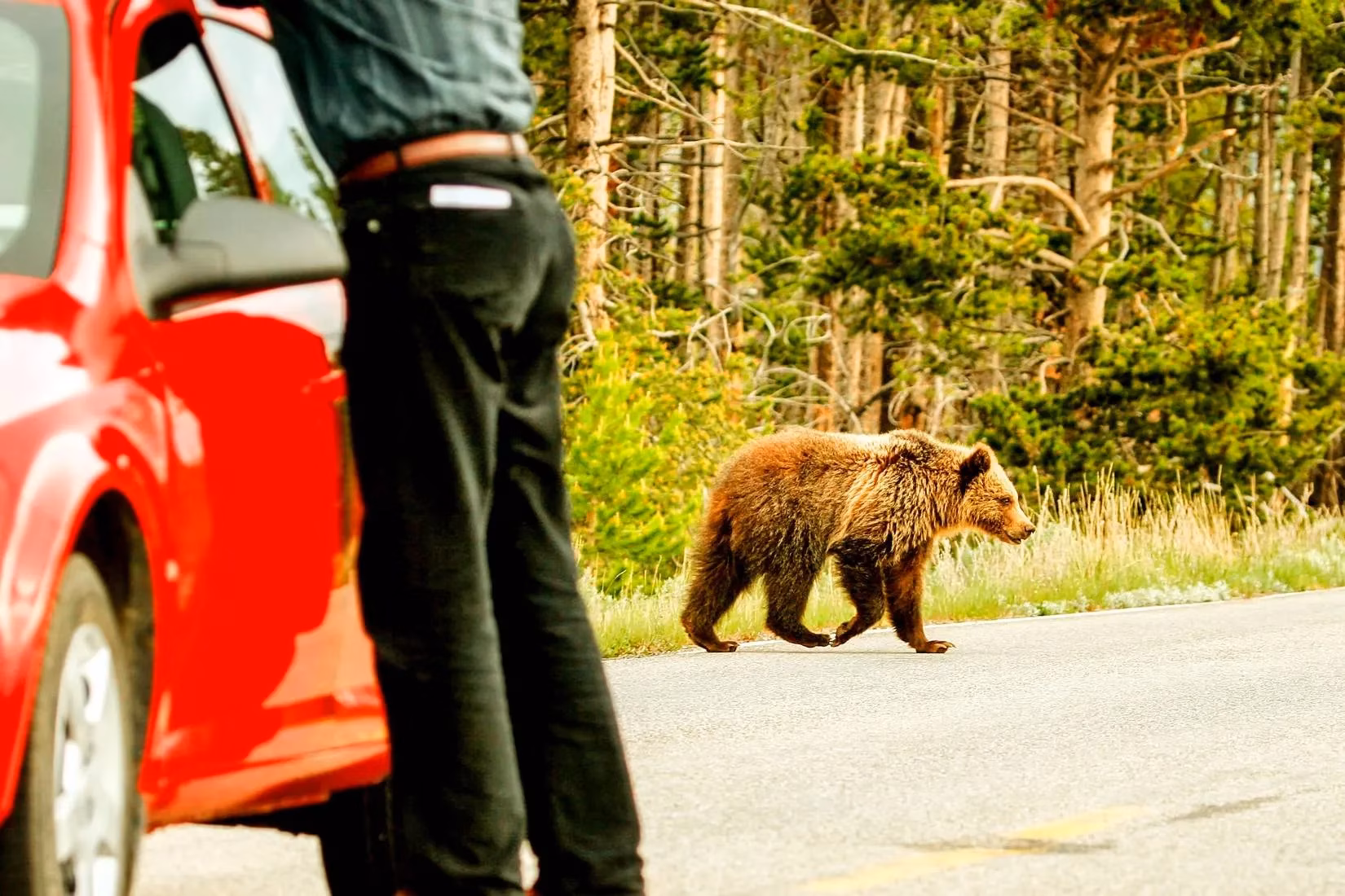 how-much-is-a-bear-worth-the-economic-might-of-national-park-icons-in-2026-image-0