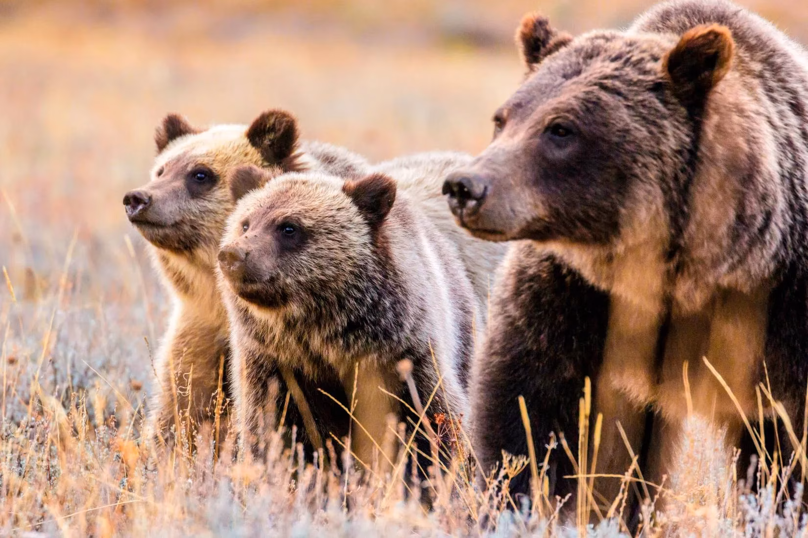 how-much-is-a-bear-worth-the-economic-might-of-national-park-icons-in-2026-image-1