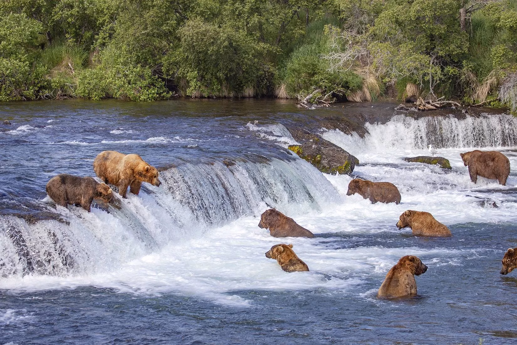 how-much-is-a-bear-worth-the-economic-might-of-national-park-icons-in-2026-image-2