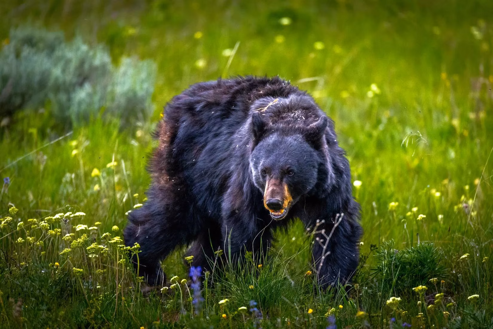 how-much-is-a-bear-worth-the-economic-might-of-national-park-icons-in-2026-image-3