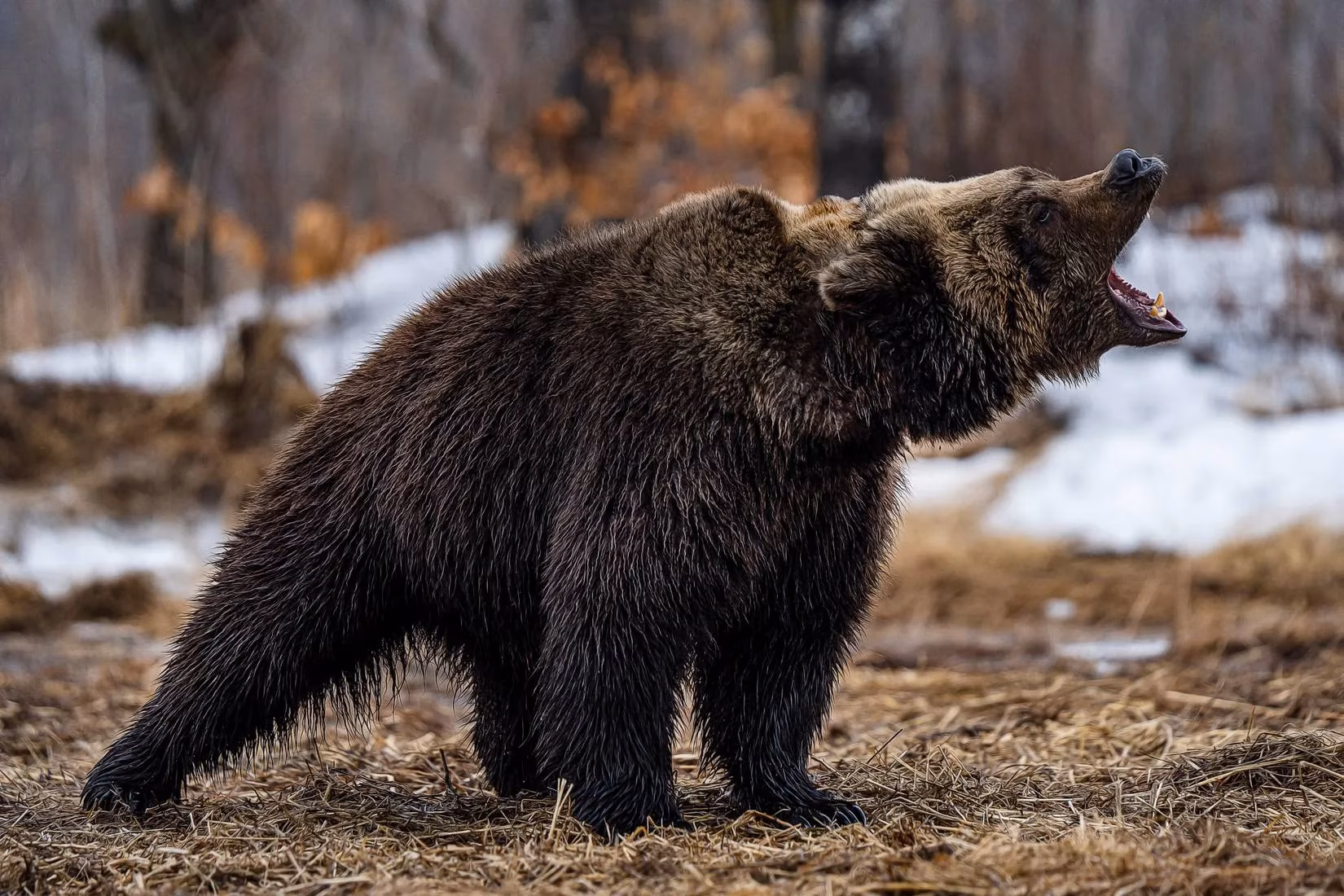 how-much-is-a-bear-worth-the-economic-might-of-national-park-icons-in-2026-image-4