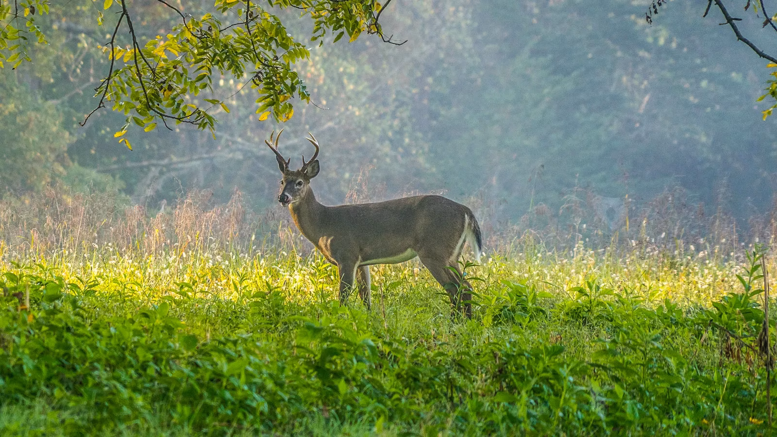 illegal-hunting-shocks-great-smoky-mountains-national-park-deer-shot-in-broad-daylight-image-0