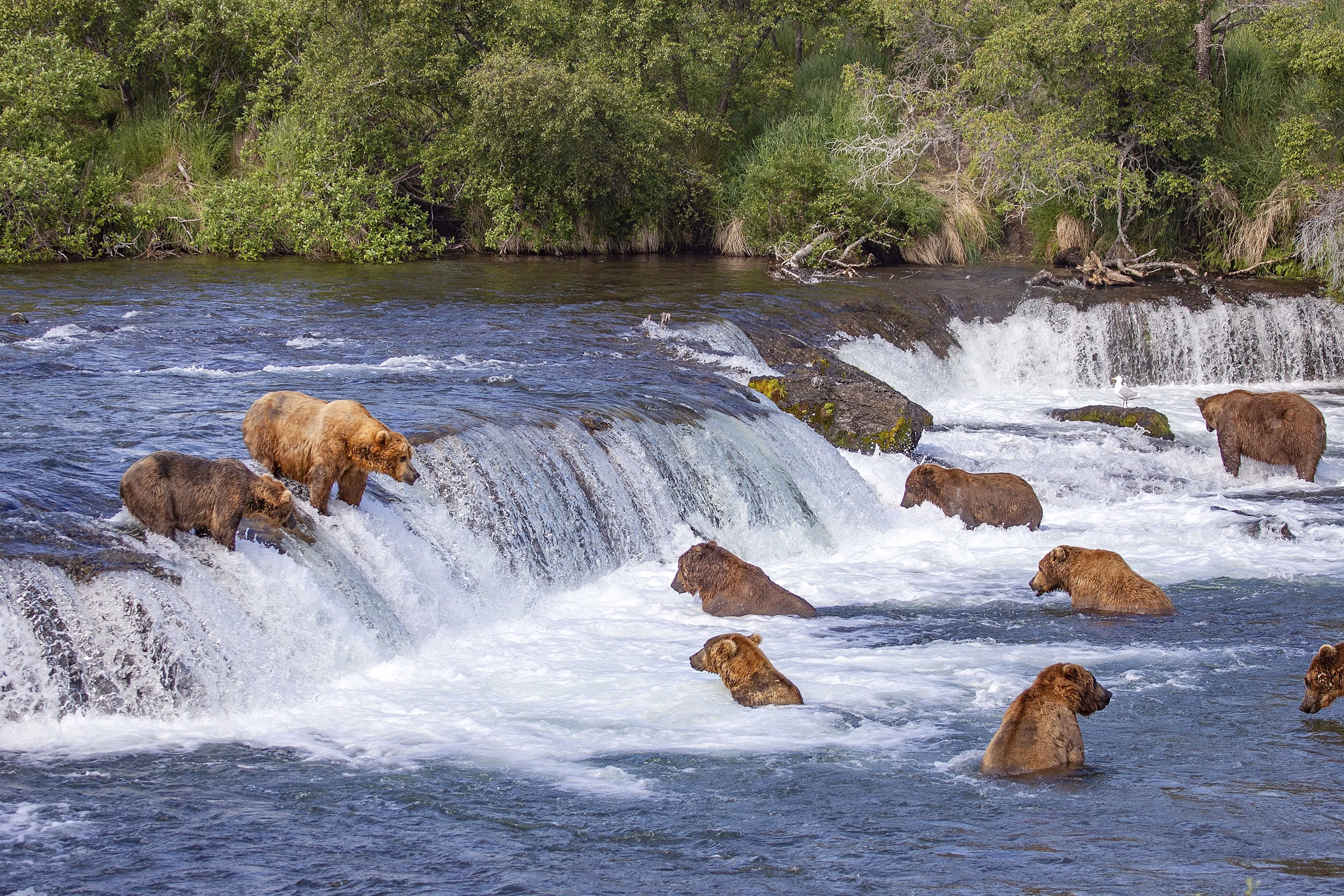 my-virtual-journey-to-katmai-watching-bears-fish-from-afar-in-2025-image-0