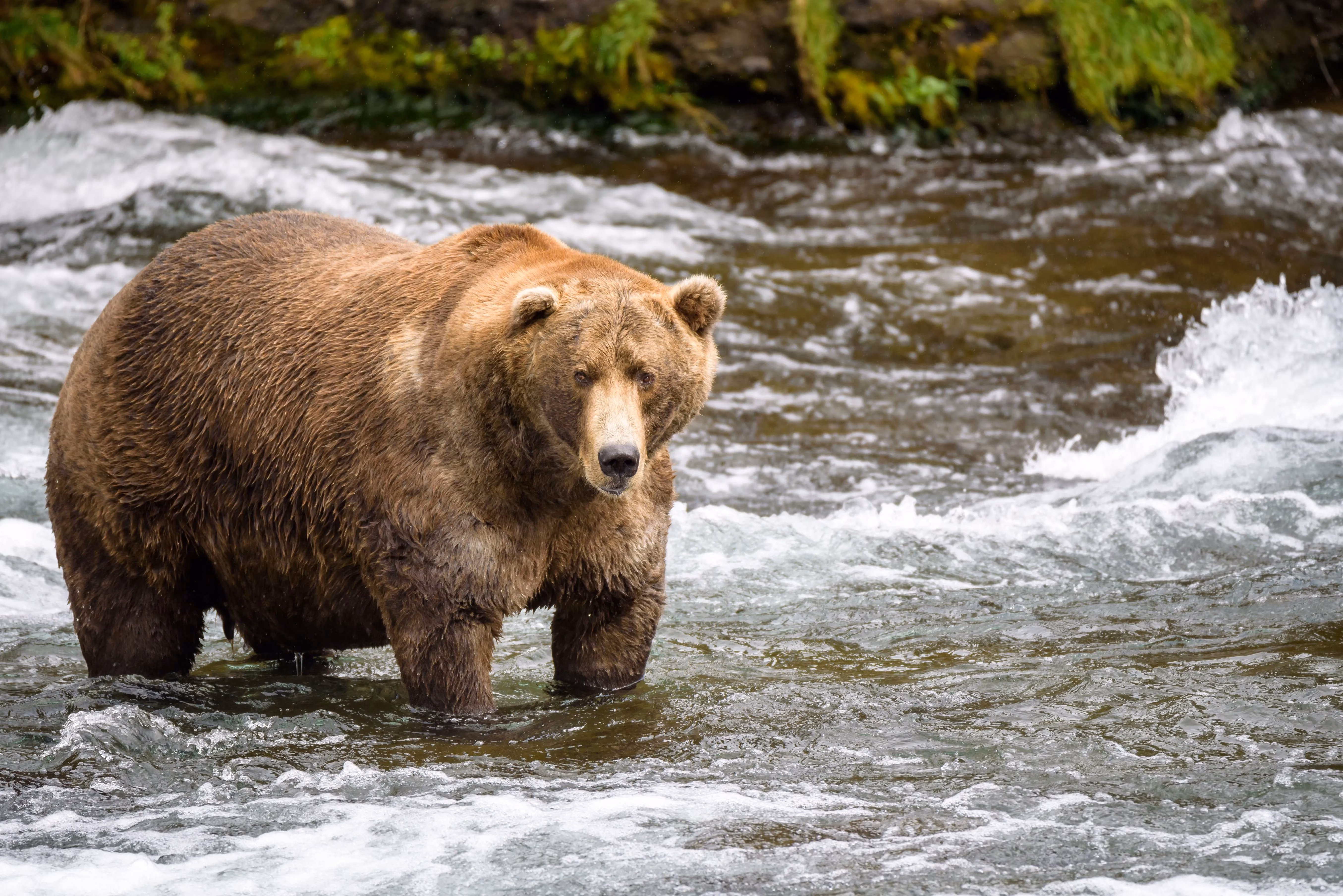 my-virtual-journey-to-katmai-watching-bears-fish-from-afar-in-2025-image-2