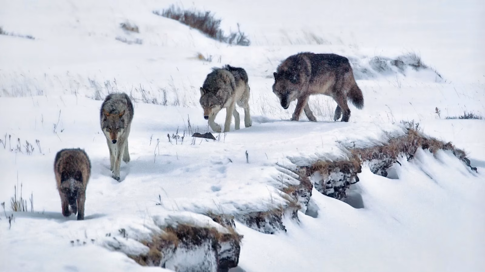real-life-survival-mode-one-tourist-s-reckless-stroll-into-a-wolf-pack-at-yellowstone-image-0