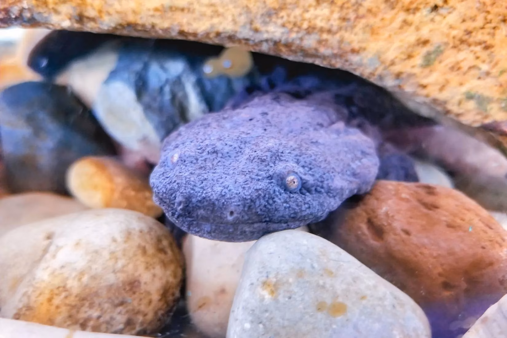 rock-stacking-kills-the-hellbender-s-tragic-story-image-1