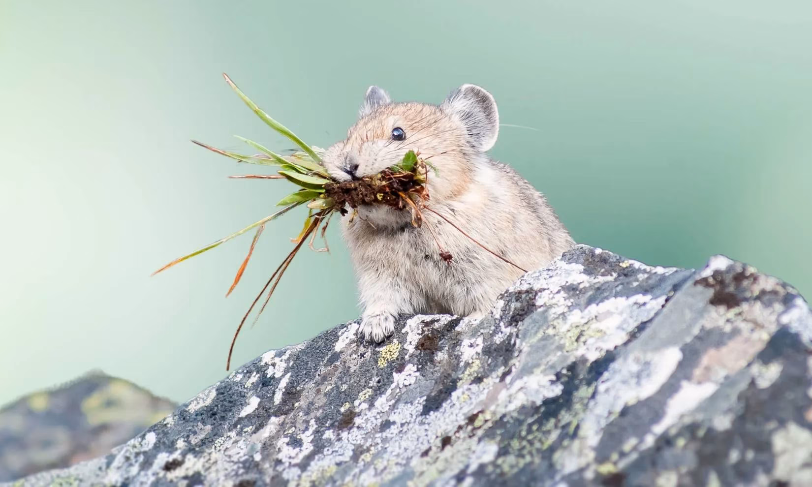 that-adorable-eep-may-soon-disappear-from-rocky-mountain-national-park-image-1