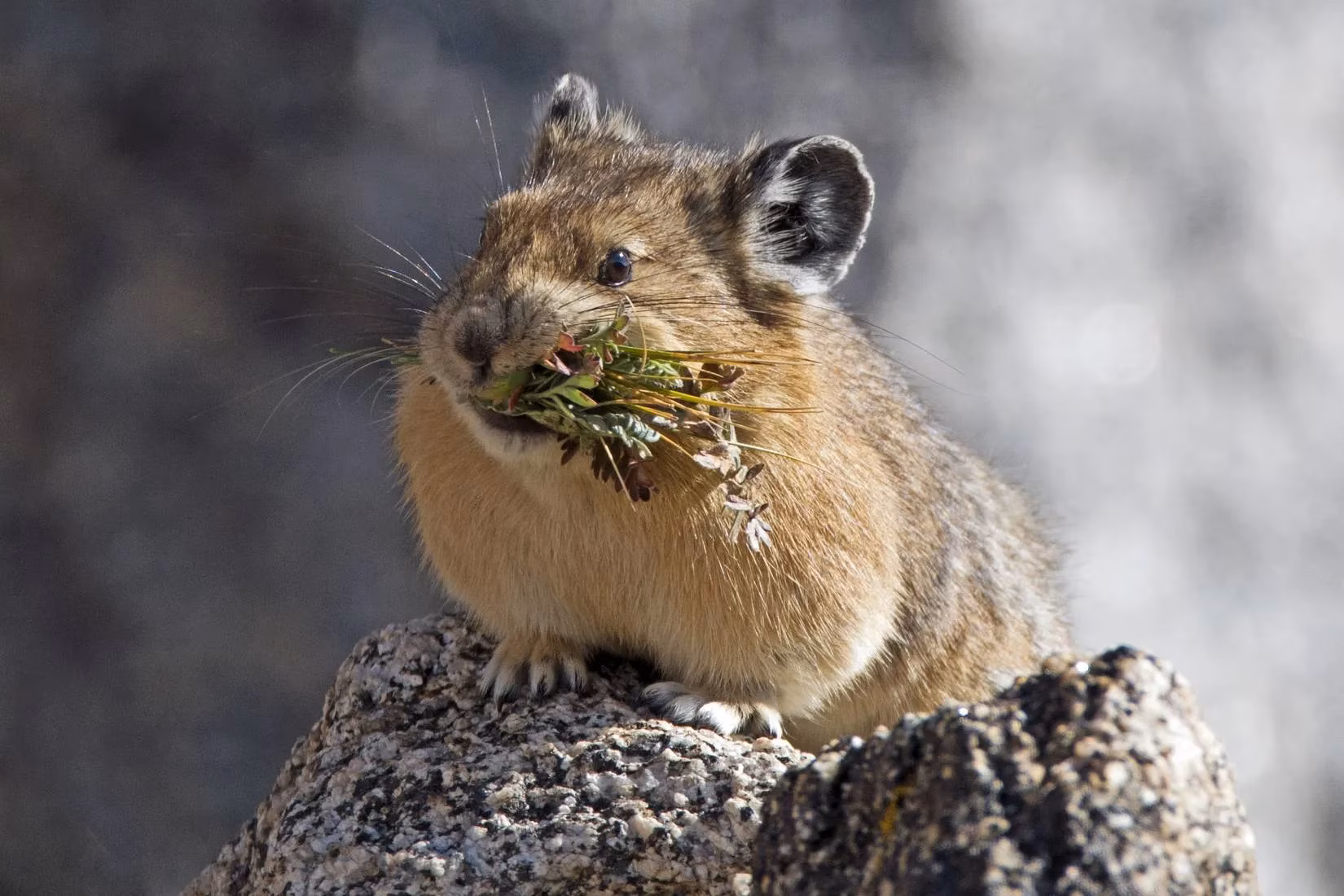 that-adorable-eep-may-soon-disappear-from-rocky-mountain-national-park-image-2