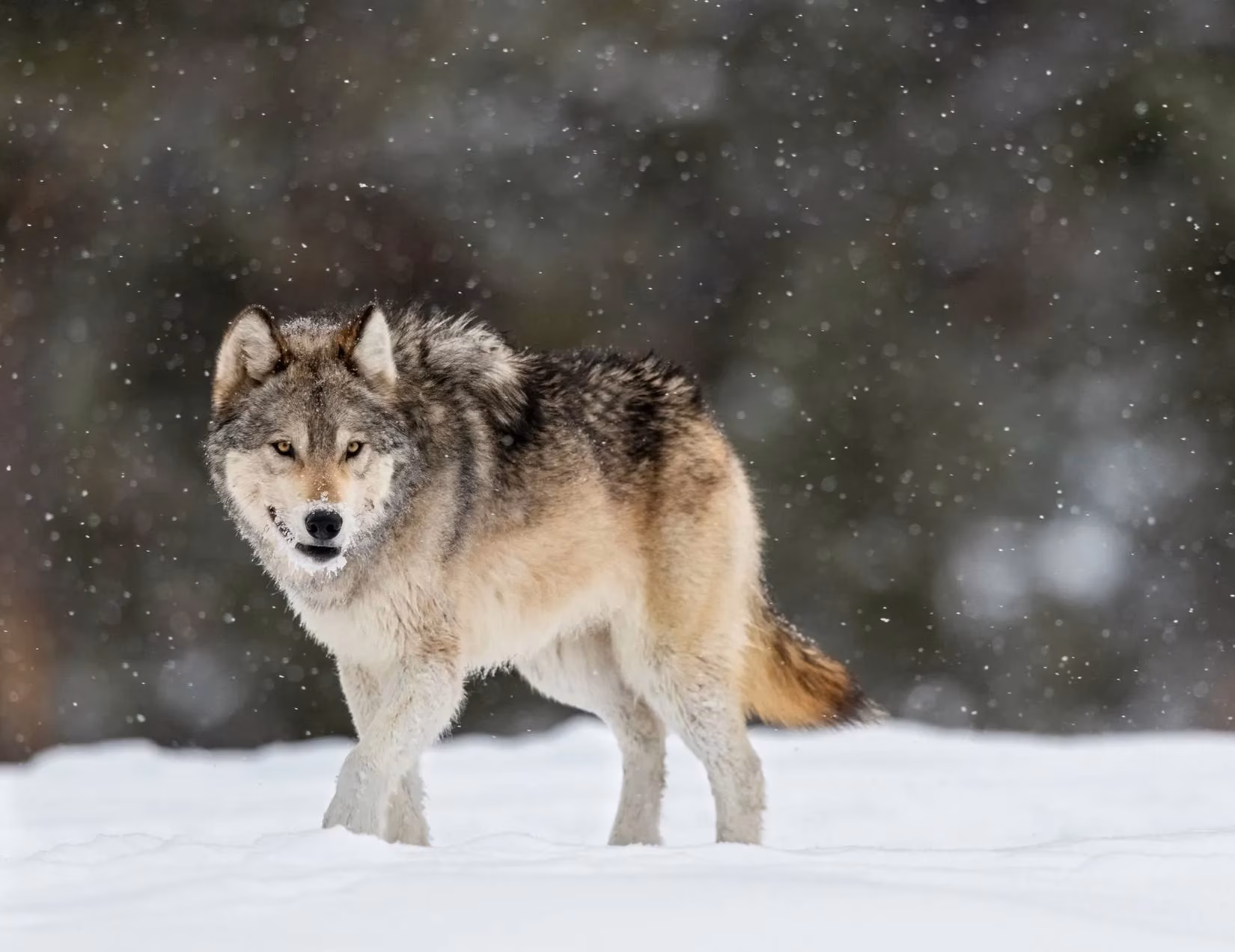 the-incredible-yellowstone-howling-ban-why-you-must-never-mimic-the-wolves-image-0