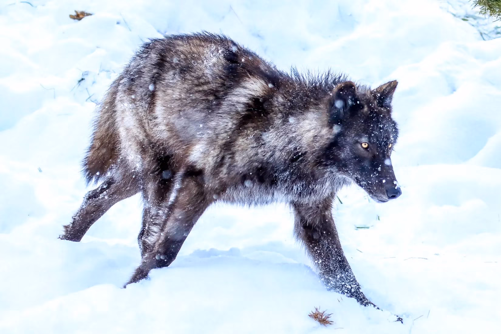 the-incredible-yellowstone-howling-ban-why-you-must-never-mimic-the-wolves-image-1