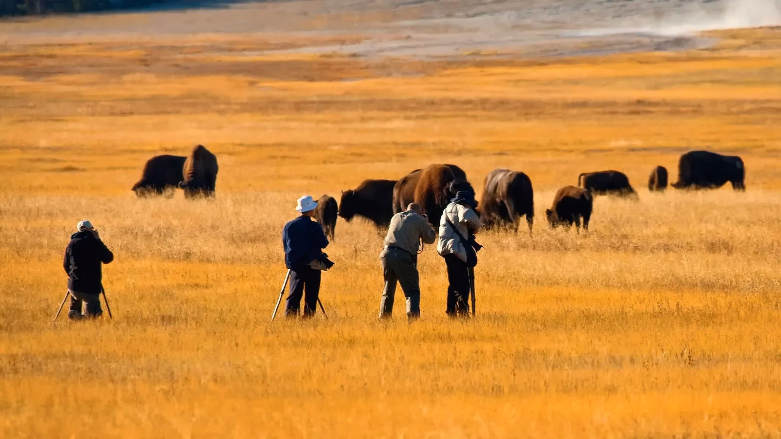 when-a-bison-joins-your-photoshoot-a-yellowstone-survival-story-image-0