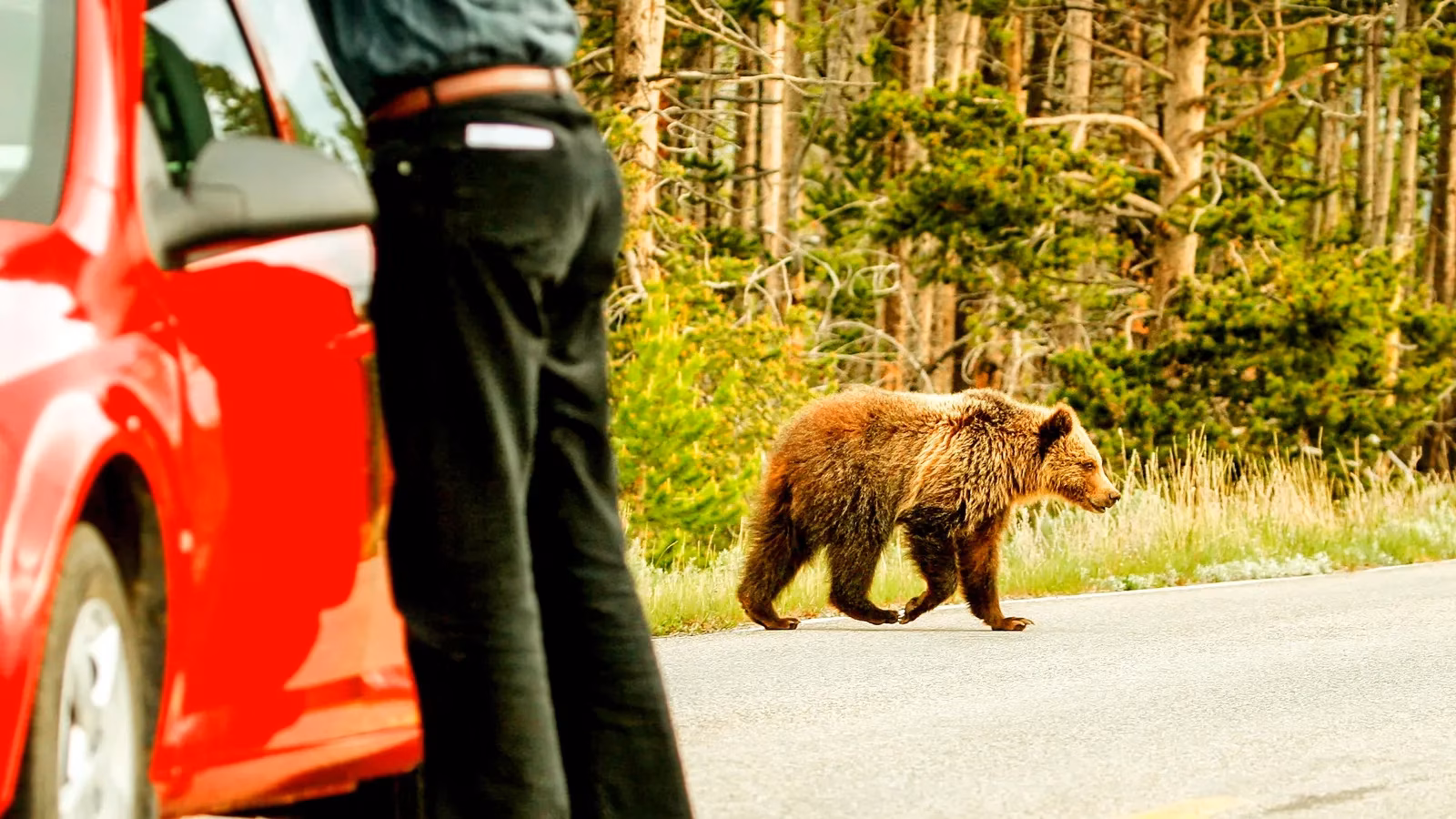 when-rangers-vanish-yellowstone-becomes-a-touron-circus-and-bears-are-the-ringmasters-image-0