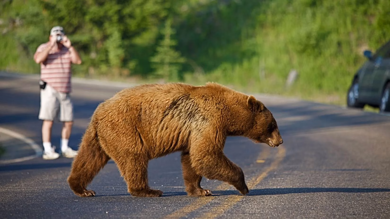 when-rangers-vanish-yellowstone-becomes-a-touron-circus-and-bears-are-the-ringmasters-image-1