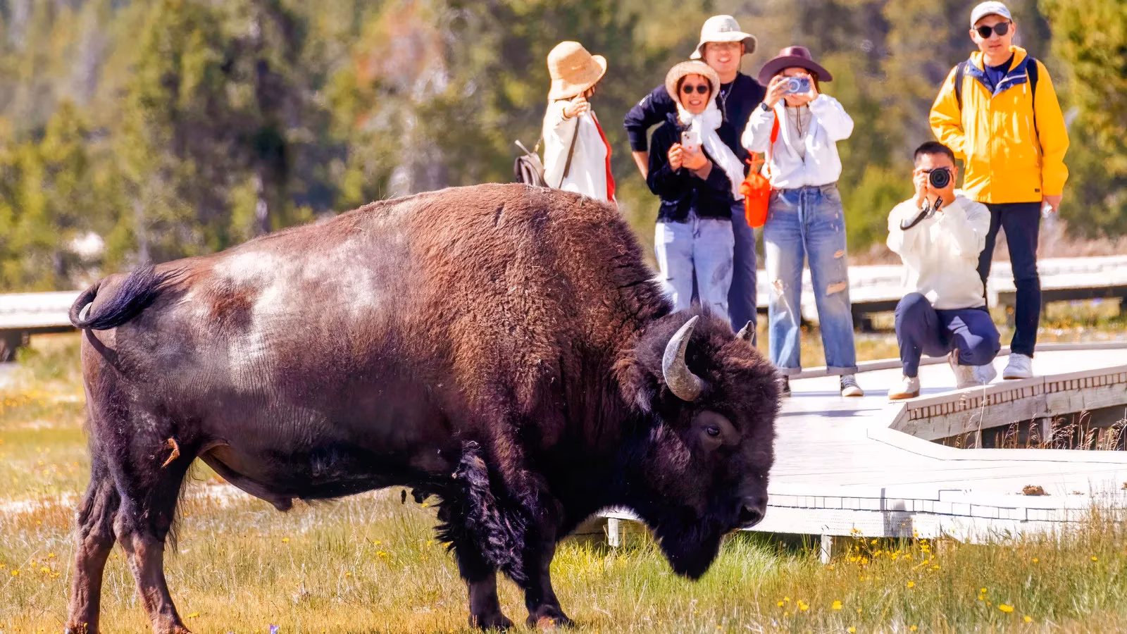 why-i-still-shout-at-strangers-getting-too-close-to-yellowstones-bison-image-0