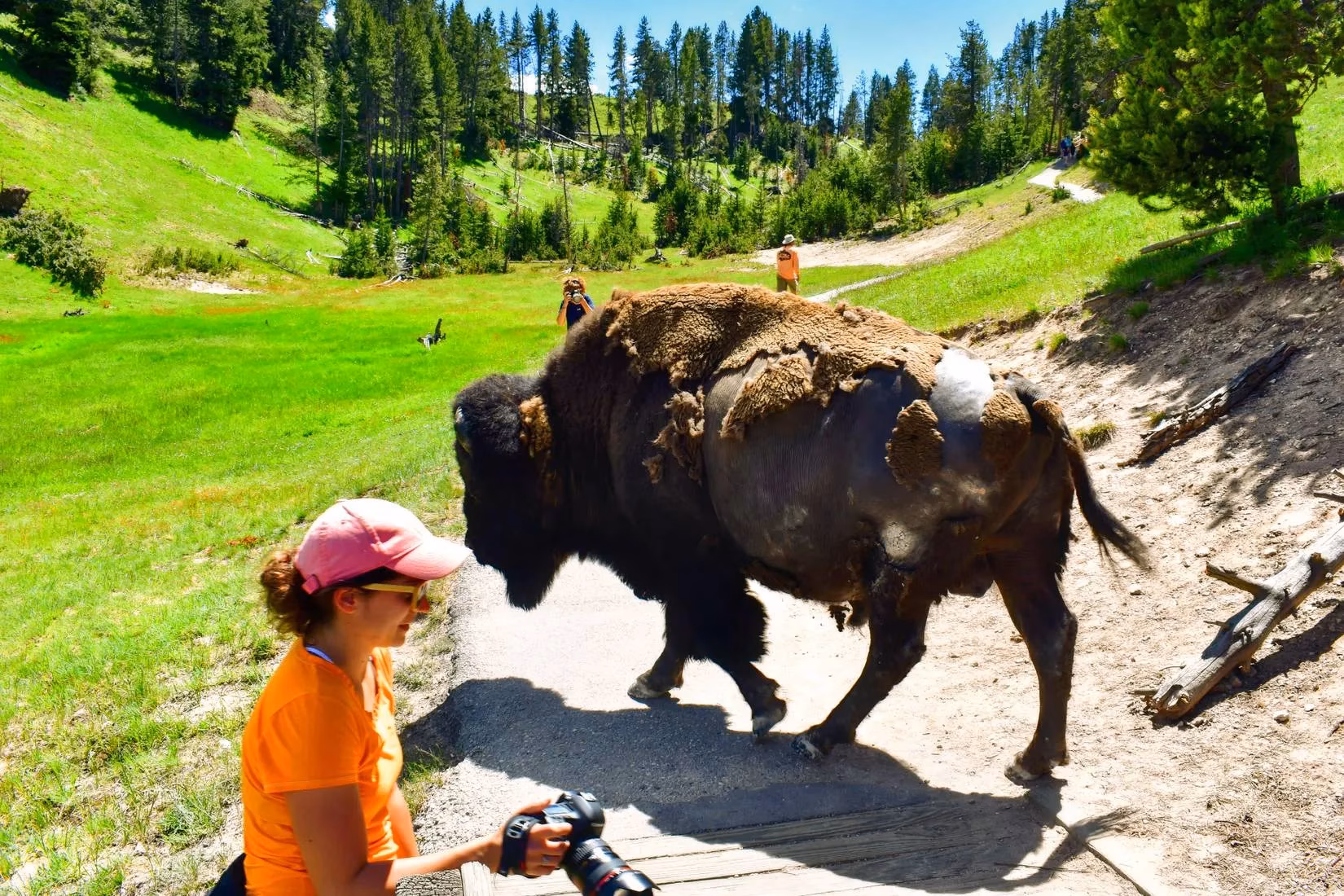 why-i-still-shout-at-strangers-getting-too-close-to-yellowstones-bison-image-1