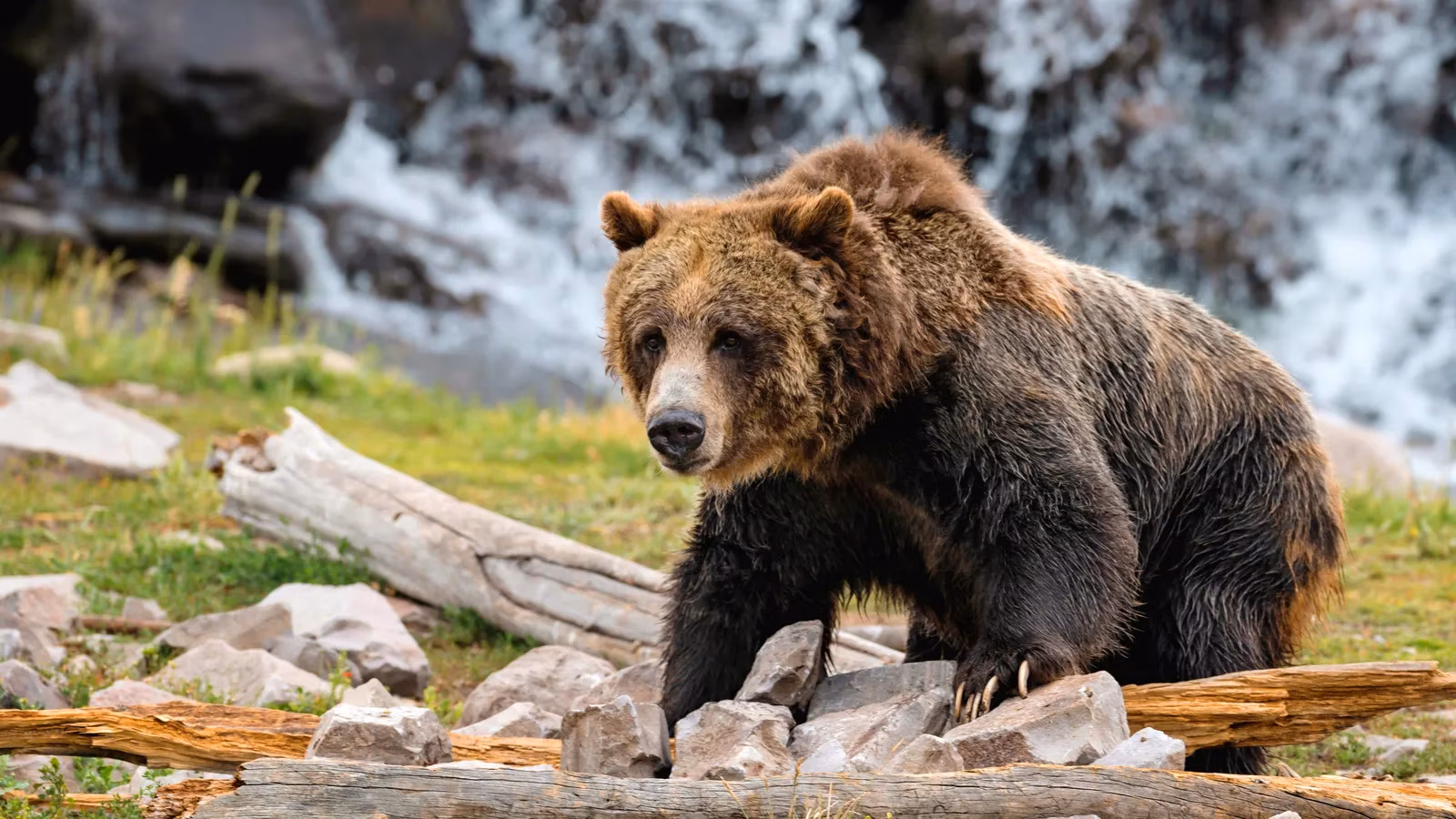 yellowstone-grizzly-attack-a-2026-safety-reminder-for-hikers-image-0