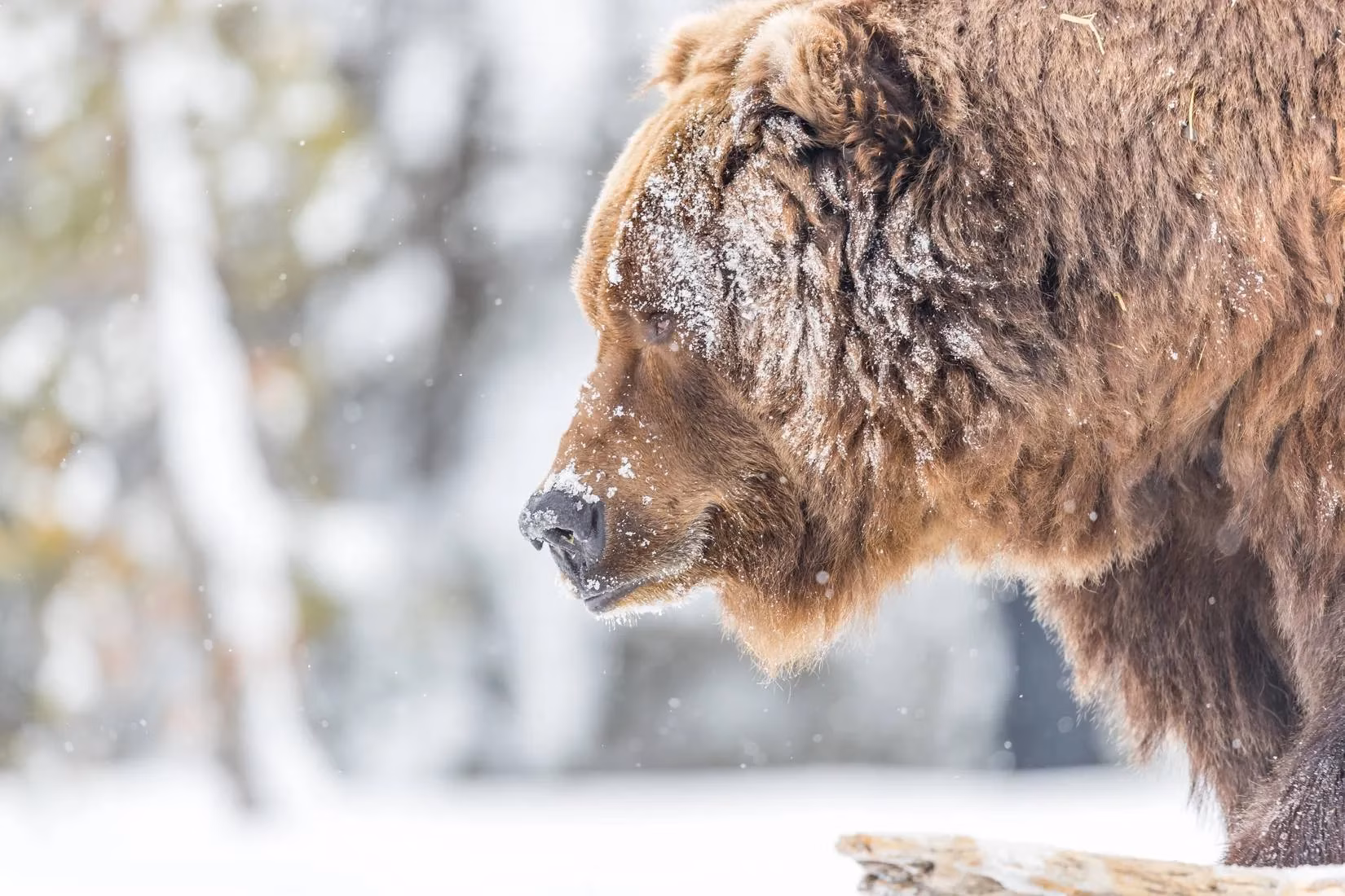 yellowstone-grizzly-attack-a-2026-safety-reminder-for-hikers-image-1
