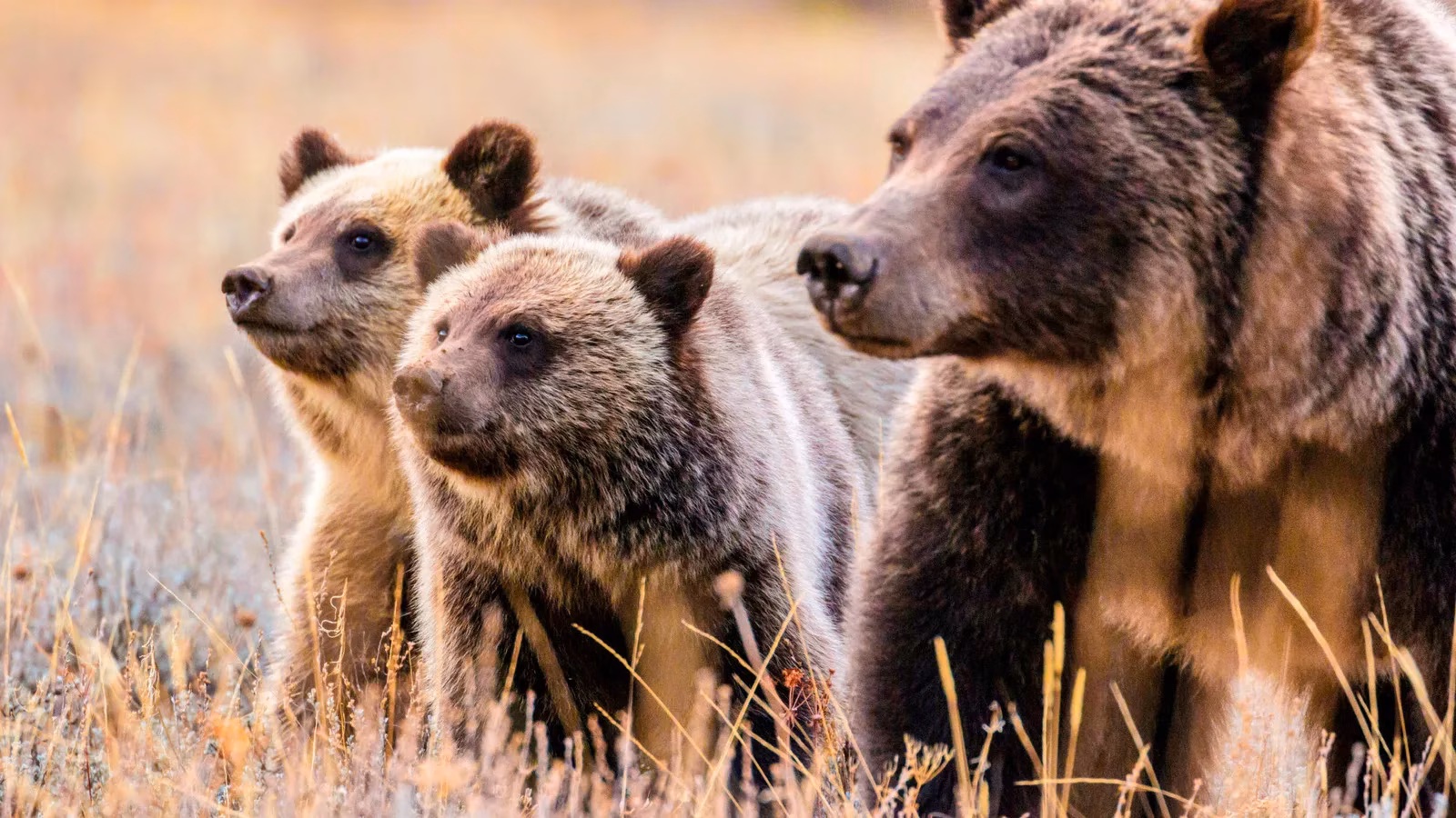 yellowstone-grizzly-bear-deaths-are-climbing-toward-another-record-image-0