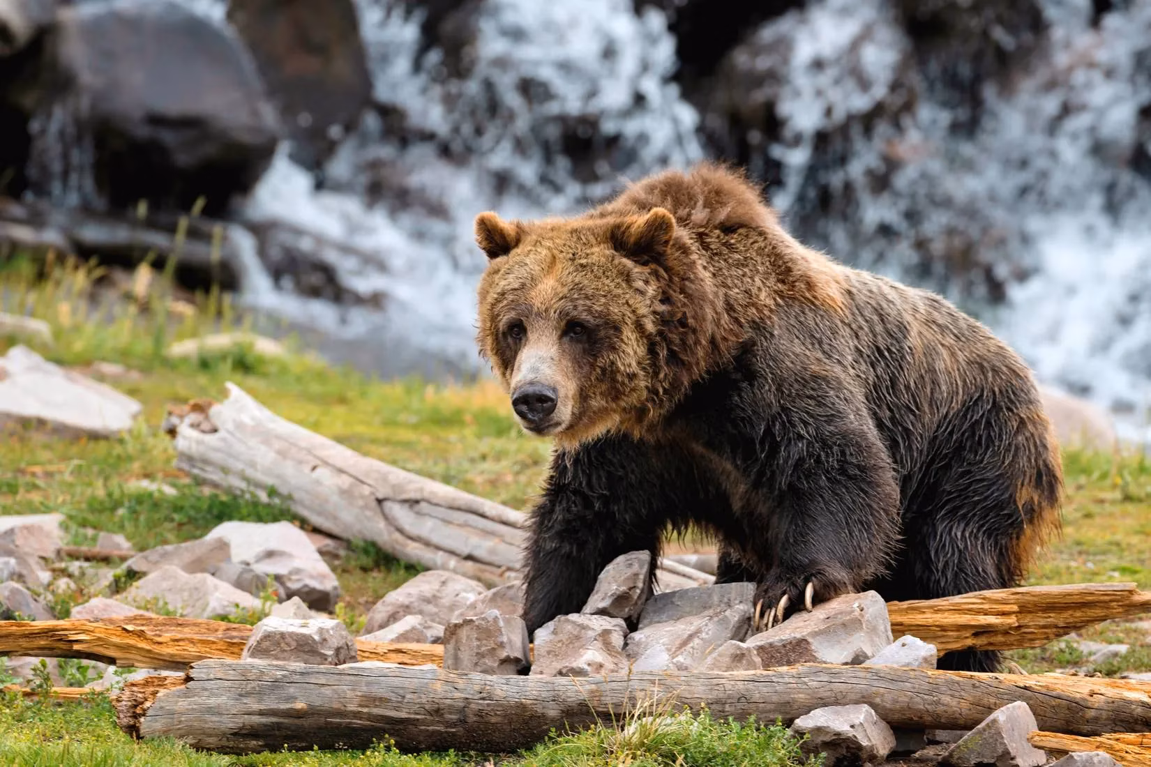 yellowstone-grizzly-bear-deaths-are-climbing-toward-another-record-image-1