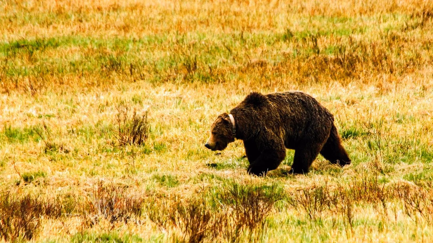 yellowstone-grizzly-bear-deaths-are-climbing-toward-another-record-image-2