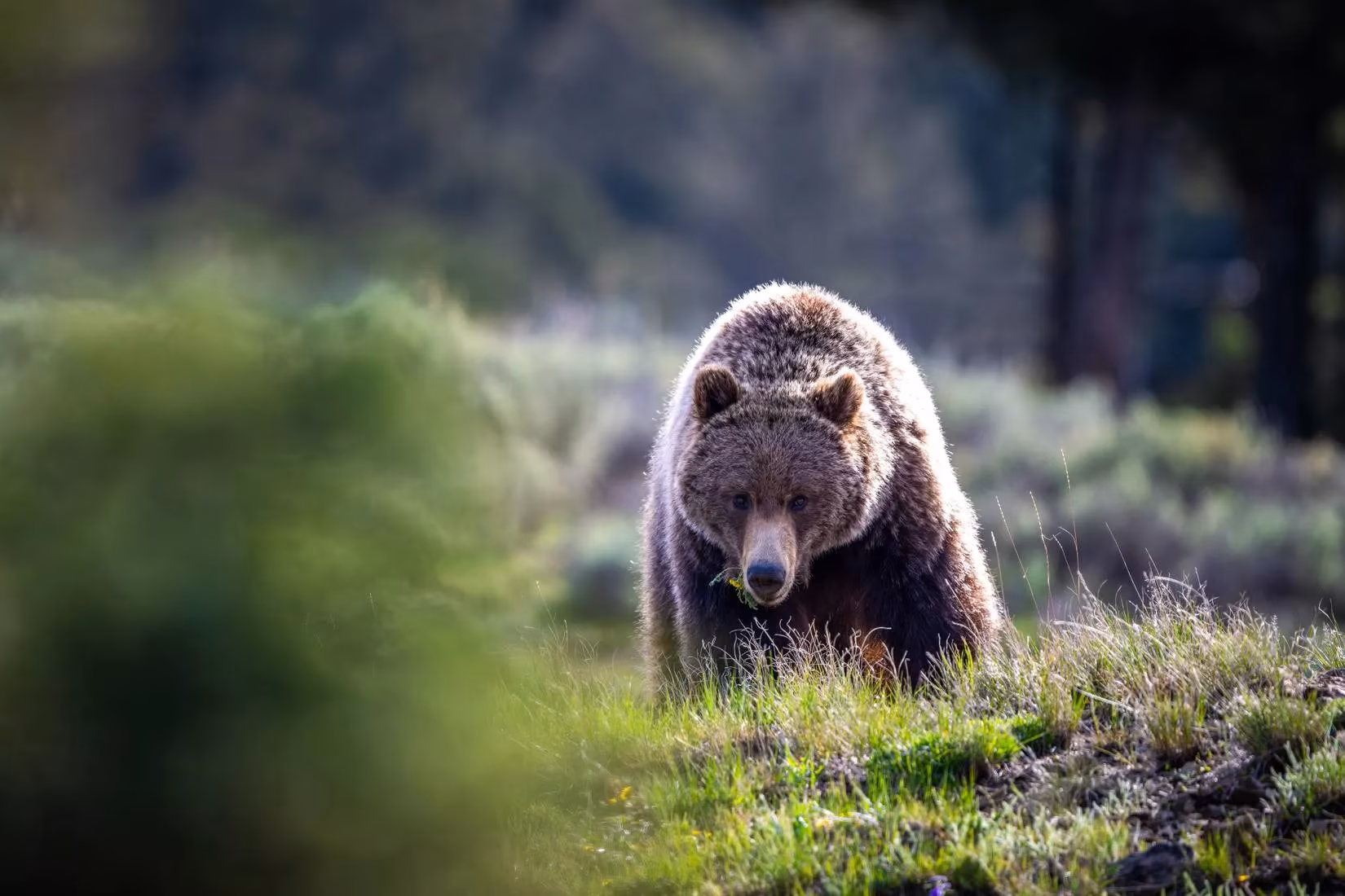 yellowstone-grizzly-bear-deaths-are-climbing-toward-another-record-image-3