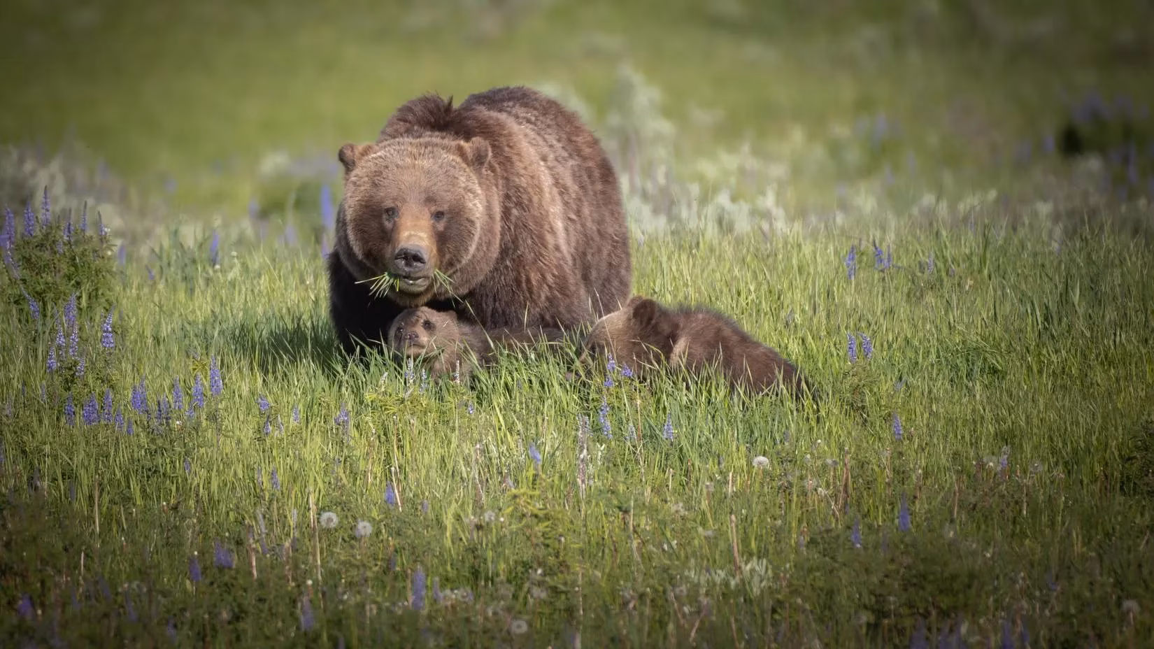 yellowstone-s-dangerous-wildlife-encounters-a-cautionary-tale-of-bear-safety-image-0