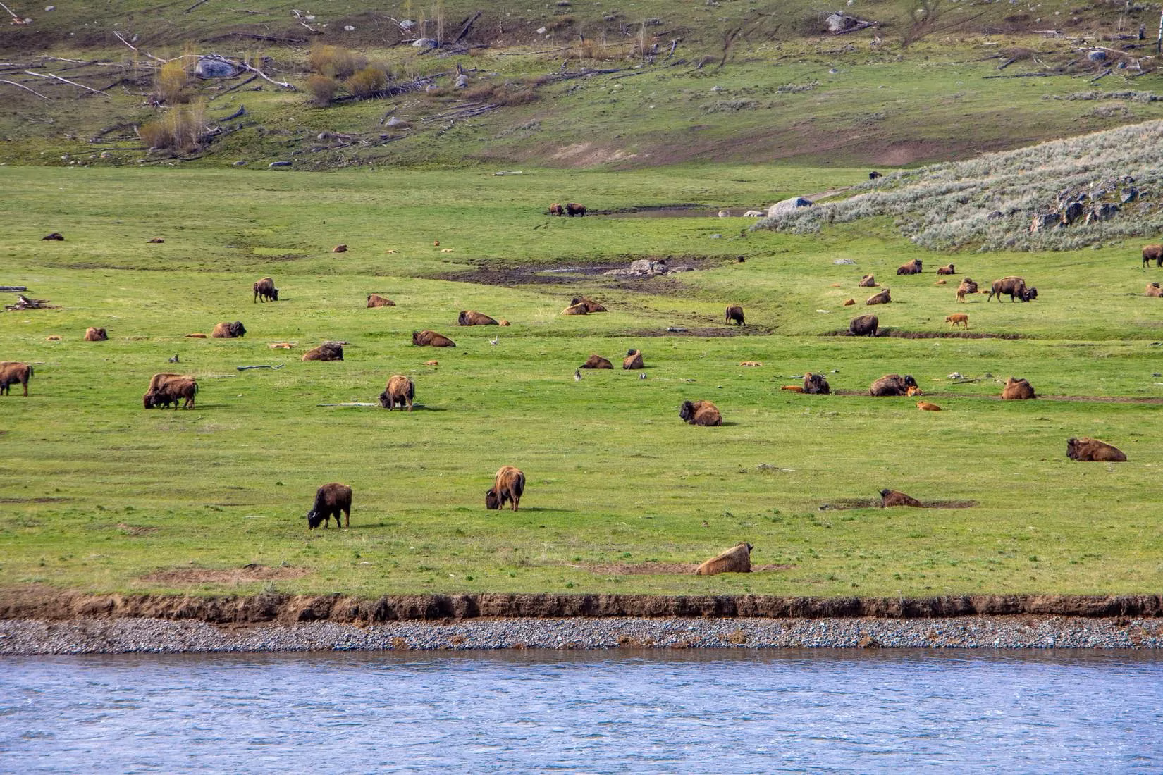 yellowstone-s-new-bridge-national-park-upgrades-a-game-changer-for-wildlife-visitors-image-1