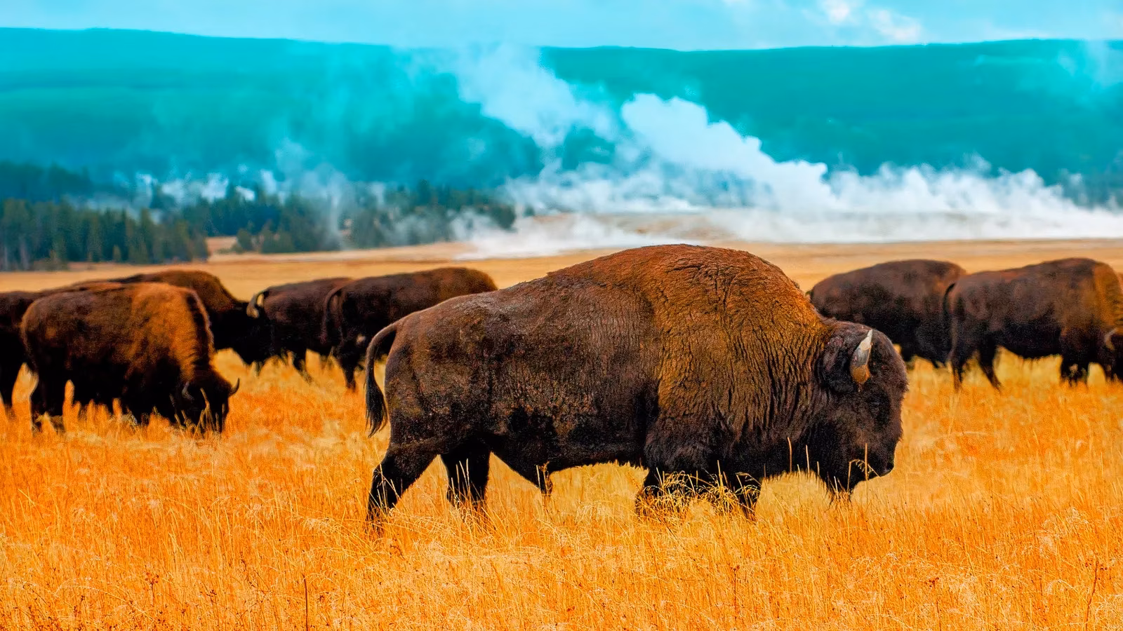yellowstone-s-resilient-beauty-a-bison-crossing-amidst-uncertainty-image-0