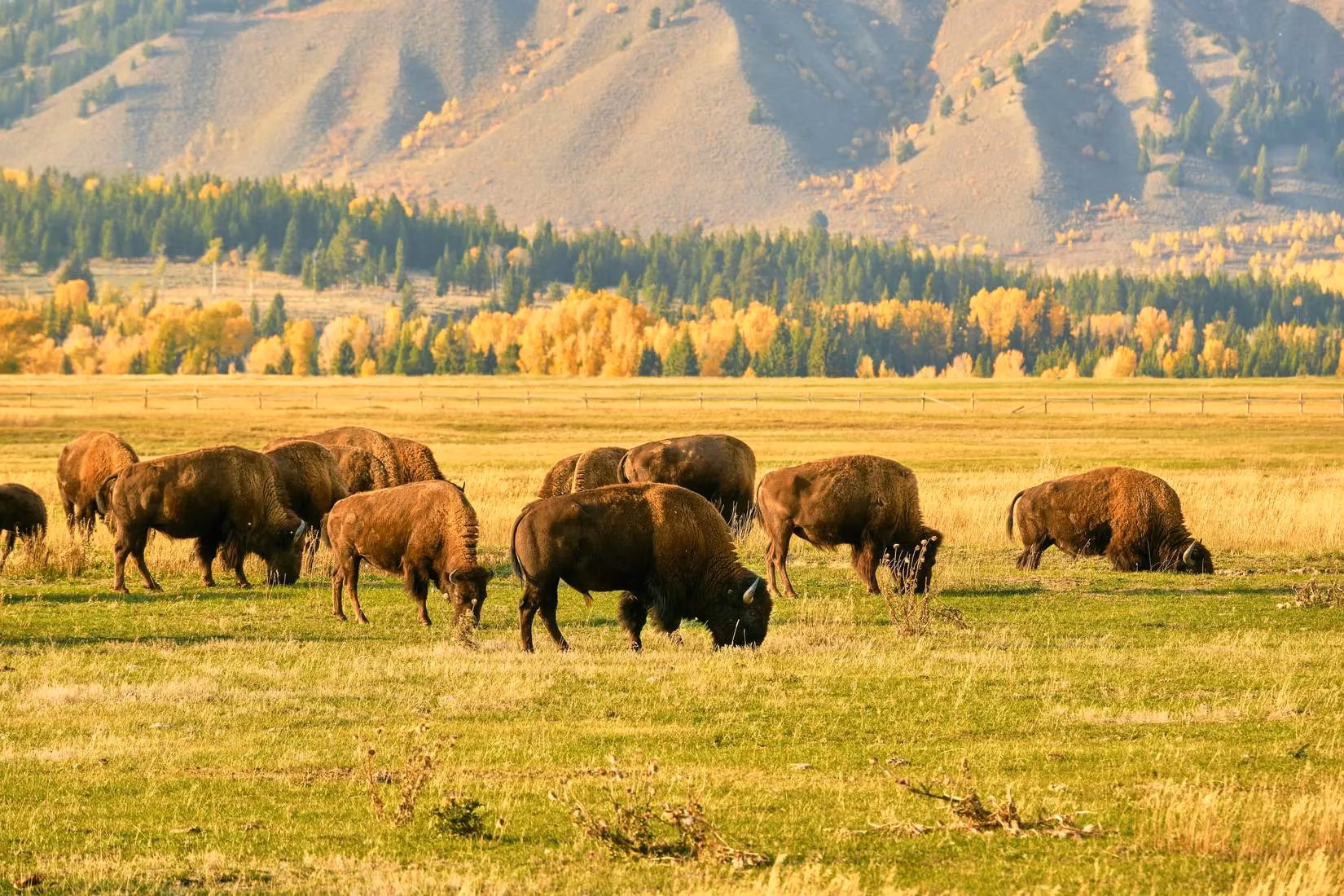 yellowstone-s-resilient-beauty-a-bison-crossing-amidst-uncertainty-image-1