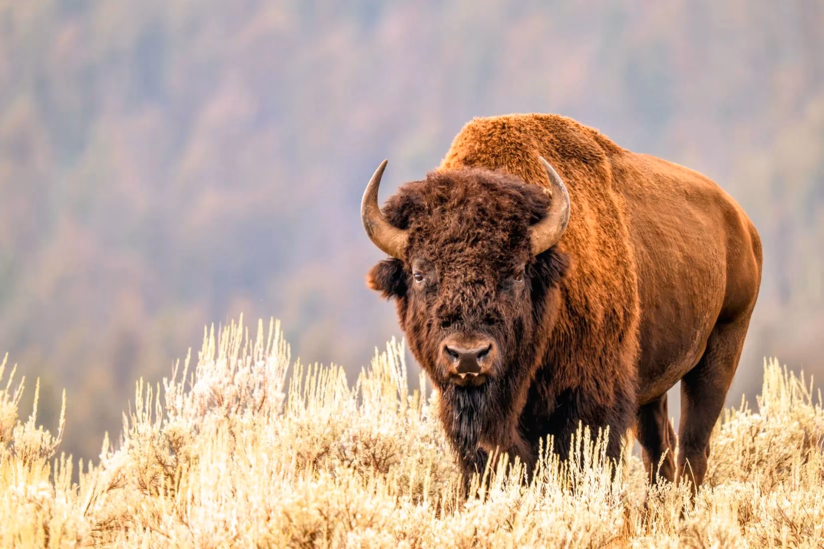 yellowstone-s-resilient-beauty-a-bison-crossing-amidst-uncertainty-image-2
