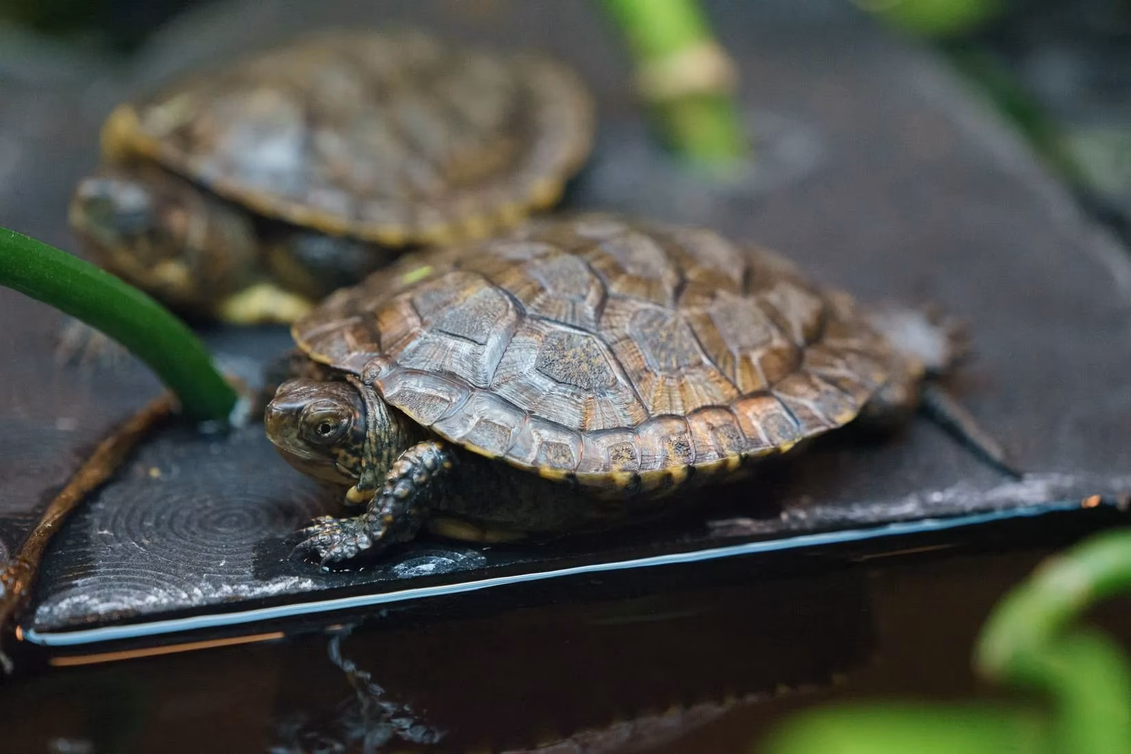 yosemites-pond-turtles-are-back-and-im-here-for-it-image-0