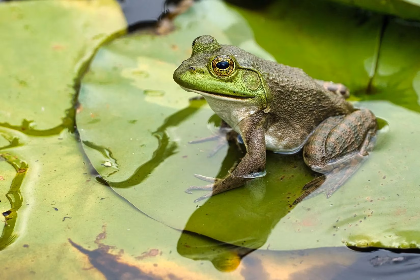 yosemites-pond-turtles-are-back-and-im-here-for-it-image-1